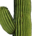 Cactus by qubodup